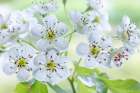USA, Washington State, Seabeck. Hawthorn blossoms close-up. Art Print